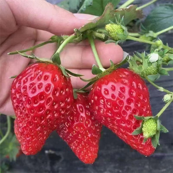 ݮ