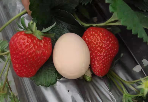 ݮ